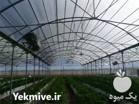 فروش نایلون سه لایه گلخانه عرض در گروه خرید و فروش بسته بندی نایلونی در یکمیوه -عکس1