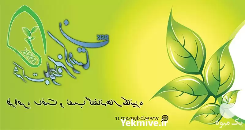 سازنده طراحی در گروه سازنده در یکمیوه -عکس1