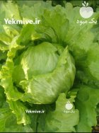 2 جریب کاهو پیچ در پیربکران در گروه خرید و فروش کاهو در یکمیوه