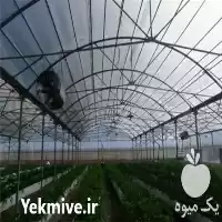 فروش نایلون سه لایه گلخانه عرض در گروه خرید و فروش بسته بندی نایلونی در یکمیوه