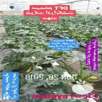 مشاوره و آموزش کشت هیدروپونیک در تهران در گروه دوره آموزش کشاورزی در یکمیوه