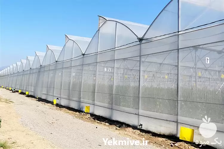 فروش گلخانه اسپانیایی در کرج در گروه خرید و فروش سوله و سازه گلخانه در یکمیوه -عکس1