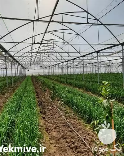 یکبار گلخانه بسازید یه عمر سود در بجنورد در گروه سازنده در یکمیوه -عکس1