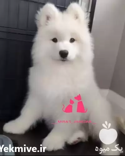 مرکز فروش سگ ساموید در ایران در کرج در گروه سگ و گربه در یکمیوه -عکس1