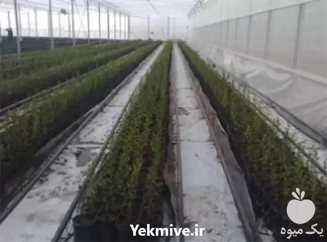 اجرا و ساخت گلخانه اسپانیایی در گروه سازنده در یکمیوه -عکس1