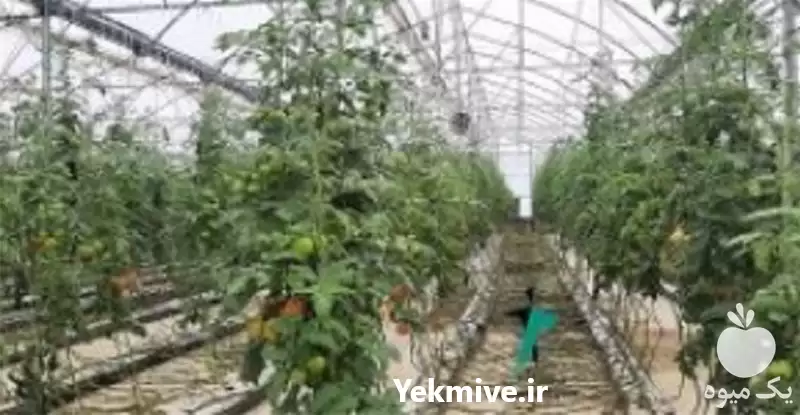 مشاوره ساخت گلخانه در گروه سازنده در یکمیوه -عکس1