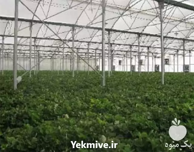 طراحی گلخانه طبق استاندارد های جهانی در گروه سازنده در یکمیوه -عکس1