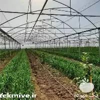 یکبار گلخانه بسازید یه عمر سود در بجنورد در گروه سازنده در یکمیوه