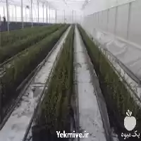 اجرا و ساخت گلخانه اسپانیایی در گروه سازنده در یکمیوه