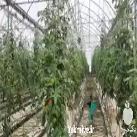 مشاوره ساخت گلخانه در گروه سازنده در یکمیوه