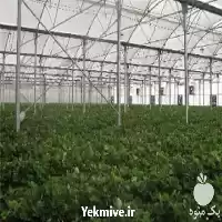 طراحی گلخانه طبق استاندارد های جهانی در گروه سازنده در یکمیوه