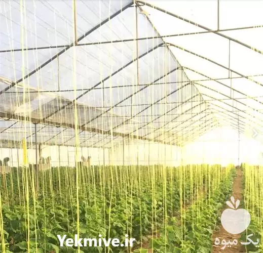 اجاره گلخانه گلخونه در گروه اجاره فروش گلخانه در یکمیوه -عکس1