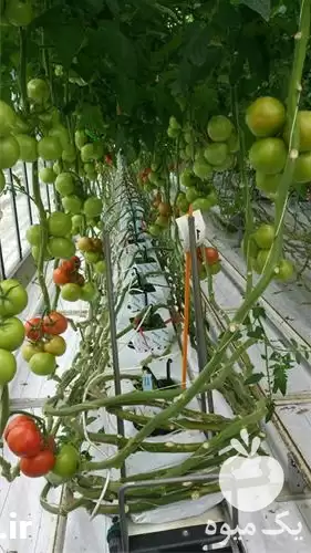 باغبانی طراحی در گروه خدمات باغبانی در یکمیوه -عکس1