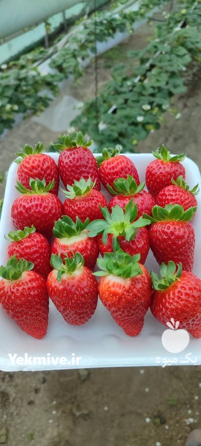 فروش میوه توت فرنگی در گروه خرید و فروش توت فرنگی در یکمیوه -عکس1