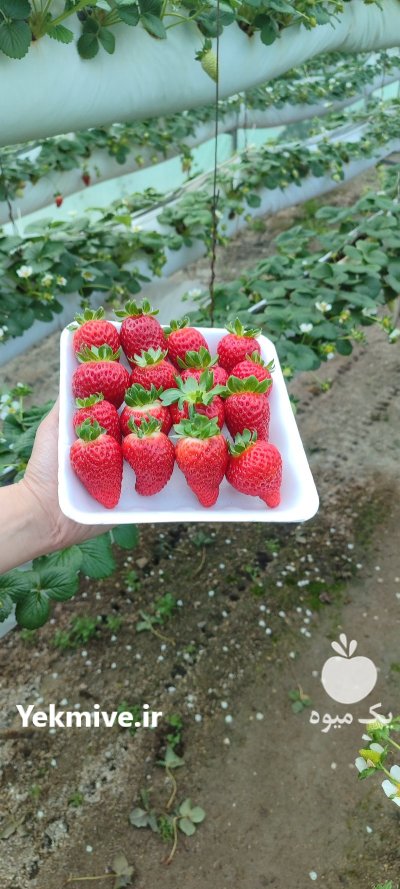 فروش میوه توت فرنگی در گروه خرید و فروش توت فرنگی در یکمیوه -عکس2