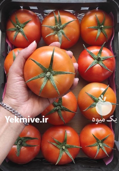 فروش گوجه گلخانه در گروه خرید و فروش گوجه فرنگی در یکمیوه -عکس1