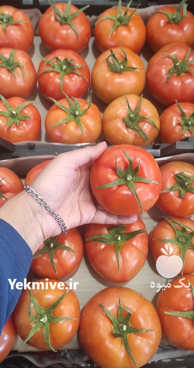 فروش گوجه گلخانه در گروه خرید و فروش گوجه فرنگی در یکمیوه -عکس2