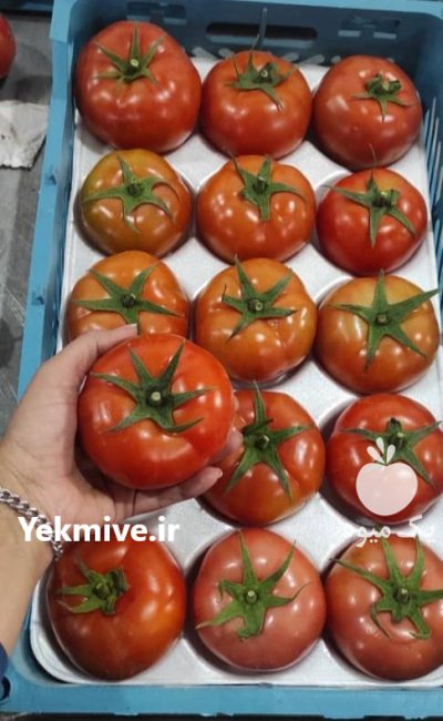 فروش گوجه گلخانه در گروه خرید و فروش گوجه فرنگی در یکمیوه -عکس3