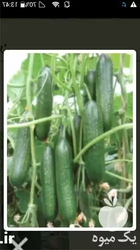 قیمت خرید ساخت گلخانه های مدرن در تهران در گروه خرید و فروش سوله و سازه گلخانه در یکمیوه -عکس1