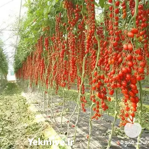 زمین برای احداث گلخانه در شیراز در گروه سازنده در یکمیوه -عکس1