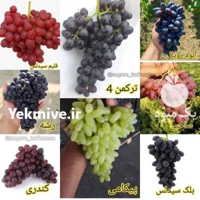 نهال درخت یکساله پیوندی اصلاح شده در فیروزکوه در گروه خرید و فروش نهال درخت در یکمیوه -عکس2