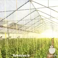 اجاره گلخانه گلخونه در گروه اجاره فروش گلخانه در یکمیوه