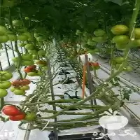 باغبانی طراحی در گروه خدمات باغبانی در یکمیوه