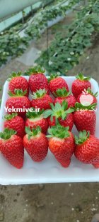 فروش میوه توت فرنگی در گروه خرید و فروش توت فرنگی در یکمیوه