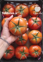 فروش گوجه گلخانه در گروه خرید و فروش گوجه فرنگی در یکمیوه