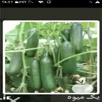 قیمت خرید ساخت گلخانه های مدرن در تهران در گروه خرید و فروش سوله و سازه گلخانه در یکمیوه