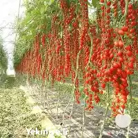 زمین برای احداث گلخانه در شیراز در گروه سازنده در یکمیوه