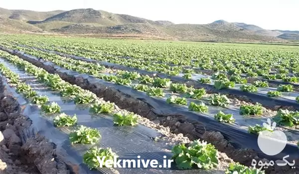 قیمت خرید عرضه کمترین قیمت نایلون در اصفهان در گروه خرید و فروش انواع پوشش ها در یکمیوه -عکس1