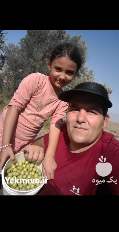 فروش زیتون کنسروی درجه یک در لوشان در گروه خرید و فروش زیتون در یکمیوه -عکس1