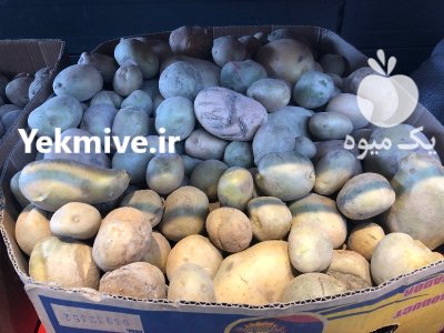 سیب زمینی کهنه در تبریز در گروه خرید و فروش سیب زمینی در یکمیوه -عکس1
