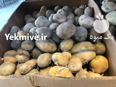 سیب زمینی کهنه در تبریز در گروه خرید و فروش سیب زمینی در یکمیوه -عکس2
