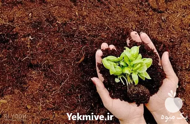 قیمت خرید تامین خاک کود در گروه انواع محصولات خاک و تغذیه در یکمیوه -عکس1