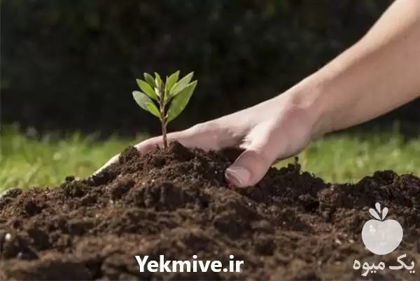 تامین خاک برای پروژههای فضای سبز در تهران در گروه سازنده در یکمیوه -عکس1