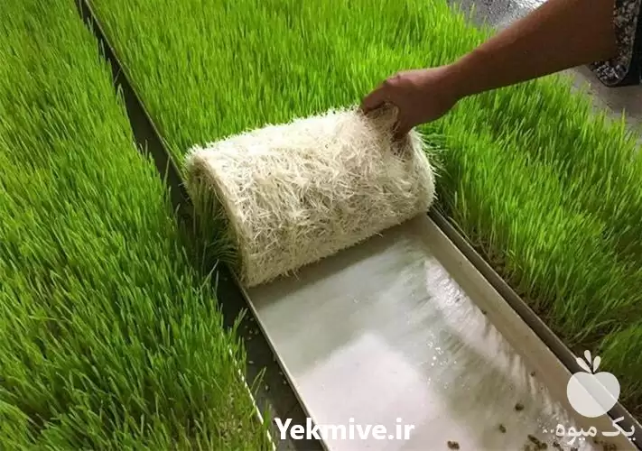 دوره آموزشی کسب در آمد در سمنان در گروه دوره آموزش کشاورزی در یکمیوه -عکس1