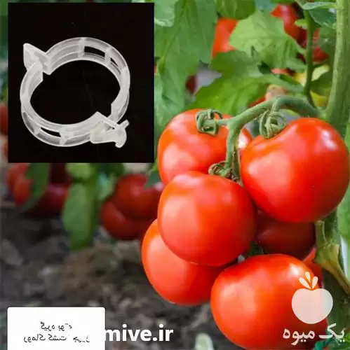 فروش بست بوته گلخانه در تهران در گروه خرید و فروش تجهیزات گلخانه در یکمیوه -عکس1