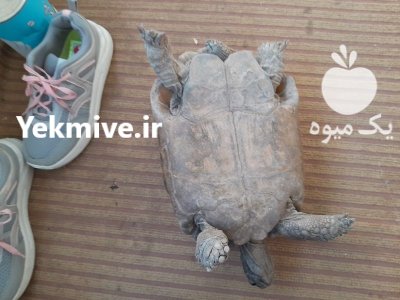 لاکپشت خاکی لاکپشت در گروه حیوانات خانگی در یکمیوه -عکس1