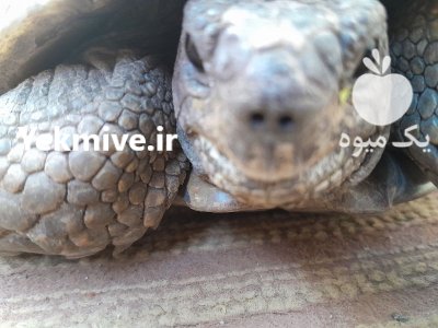 لاکپشت خاکی لاکپشت در گروه حیوانات خانگی در یکمیوه -عکس2