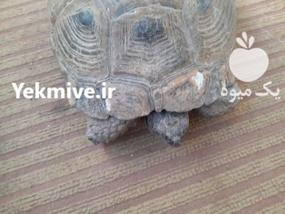 لاکپشت خاکی لاکپشت در گروه حیوانات خانگی در یکمیوه -عکس3