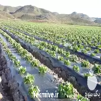 قیمت خرید عرضه کمترین قیمت نایلون در اصفهان در گروه خرید و فروش انواع پوشش ها در یکمیوه