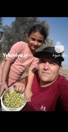 فروش زیتون کنسروی درجه یک در لوشان در گروه خرید و فروش زیتون در یکمیوه