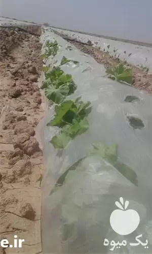 قیمت خرید رول عریض کشاورزی در گروه خرید و فروش بسته بندی نایلونی در یکمیوه -عکس1