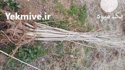نهال سنوبردرخت پردرآمد نهالستان مهدیزاده در ورزقان در گروه خرید و فروش نهالستان در یکمیوه -عکس2