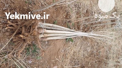 نهال سنوبردرخت پردرآمد نهالستان مهدیزاده در ورزقان در گروه خرید و فروش نهالستان در یکمیوه -عکس3