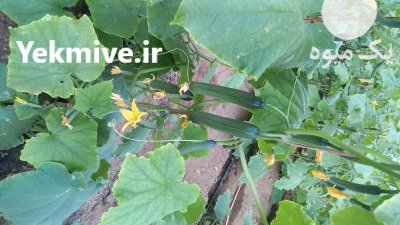 خیار گوهر گلخونه ای در کبودرآهنگ در همدان در گروه خرید و فروش خیار در یکمیوه -عکس2