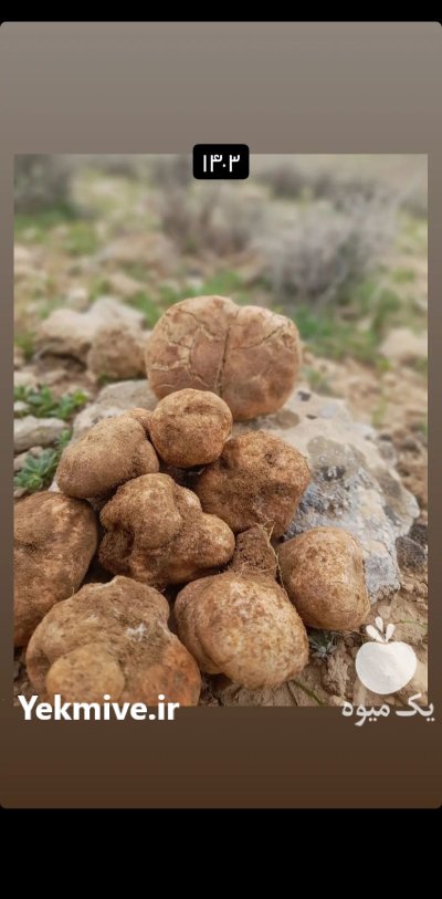 فروش قارچ دنبلان در ارومیه در گروه خرید و فروش قارچ در یکمیوه -عکس1