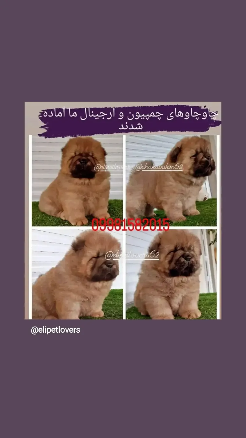 چاوچاو چمپیون پوزه فلت در پردیس در گروه سگ و گربه در یکمیوه -عکس1
